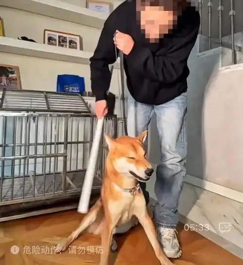  柴犬突然咬人上海男子无奈求助百万粉丝网红结果却破防,狗被多次暴打,记者暗访发现