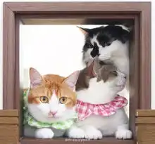  日本一猫主子带大两只流浪猫后,三只小猫的爱情狗血剧爆红ins