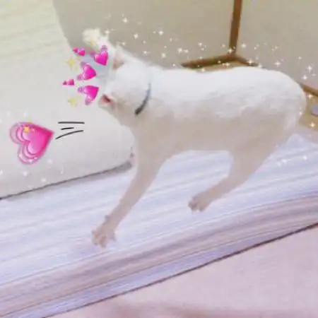  小猫情侣头像超萌一对,这小猫直接是太逗乐了