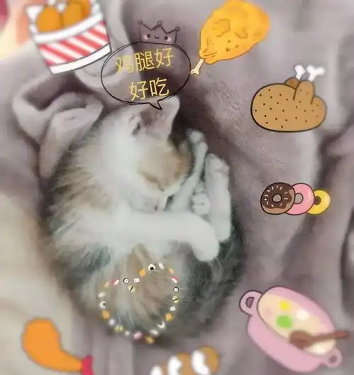  两只猫咪在家冲我秀恩爱就算了,更心塞的是只要男朋友一来,它们就...