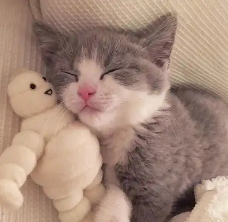  猫主子总掉毛怎么办猫用卵磷脂是需要的