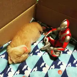  咸蛋超人与猫咪小怪兽合影,摆拍太有爱了