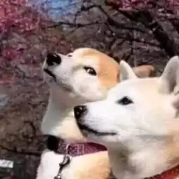  喜欢猫猫狗狗的小伙伴不可错过的萌宠情侣头像