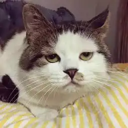  猫奴之国出现统治级神喵,丧猫界四大天王也不是对手......