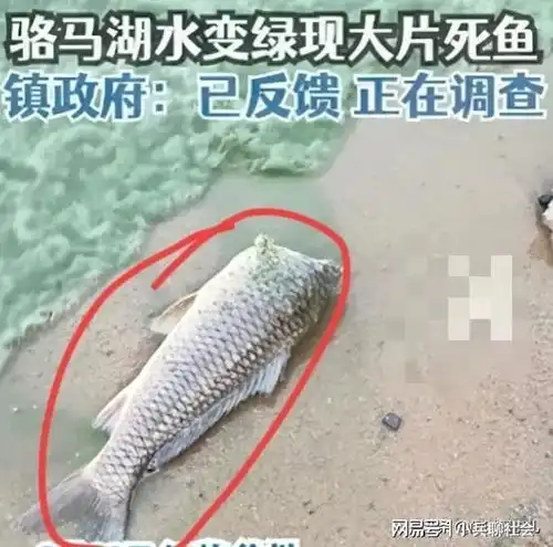  日本排核废水对中国影响太大了苏州海水变绿,岸边惊现无头鱼
