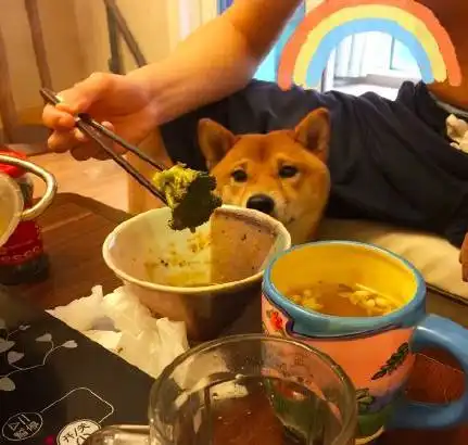  养狗后,吃个零食就像做贼一样