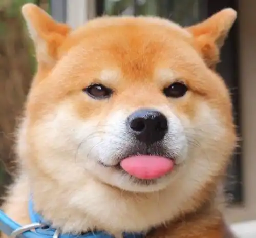  女朋友问我为什么养柴犬,什么理由心里没点数吗