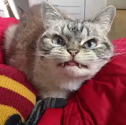  吸血鬼猫咪走红网络尖牙突出模样凶萌7938727教育图片库大视野