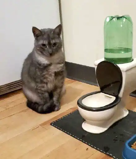  安利一下猫主子钦点的马桶水,这水有点甜