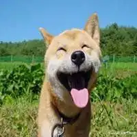 情侣头像狗柴犬