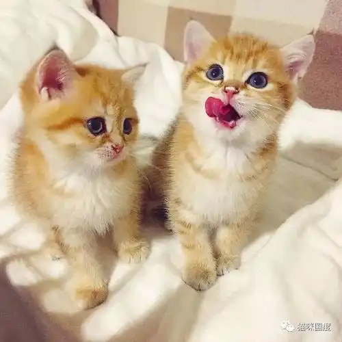  铲屎官家中的两只小橘猫,太可爱了