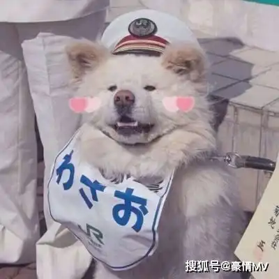  2021萌宠猫狗微信头像图片很治愈的可爱萌宠头像