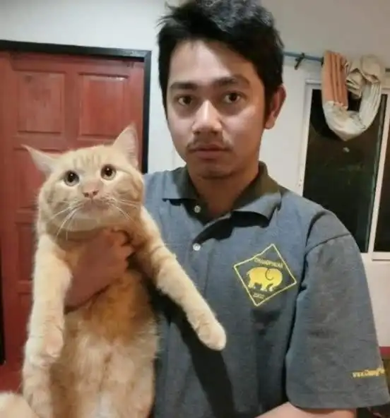  橘猫怎么喂都长不胖,主人感到奇怪,难道养的是假橘猫