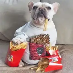  萌翻天的法斗犬夫妇,每天穿情侣装秀恩爱,还生了4个高颜值宝宝