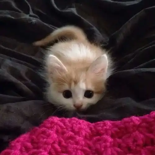  可爱的小奶猫,太萌了