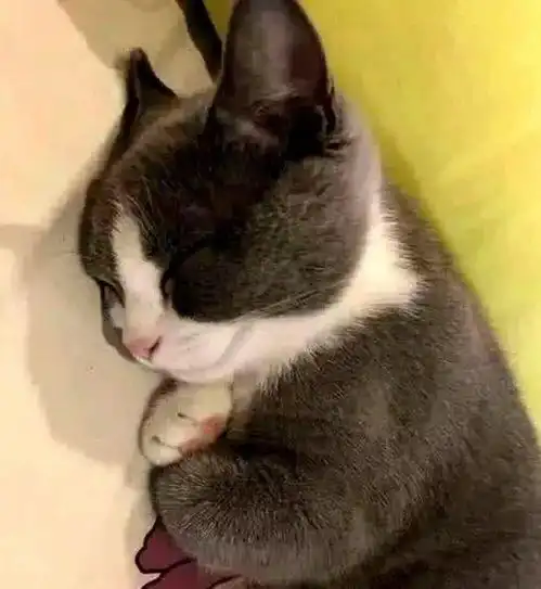  猫咪正在睡觉,竟然双手抱着胸前睡觉,那奇怪的睡姿铲屎官直接笑了