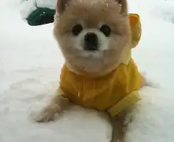  想要猫咪跟狗狗的情侣头像哦谢谢