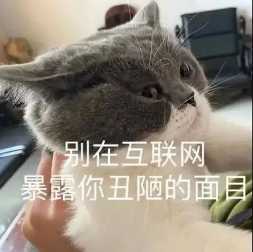  可爱的猫猫表情包情侣聊天必备
