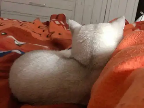  这应该是猫身上最萌的部位了吧