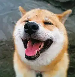  萌化了,柴犬的微笑太治愈了给你一整天的好心情