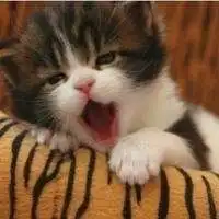 猫狗情侣头像一左一右音