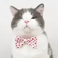 小猫情侣头像超萌动漫头