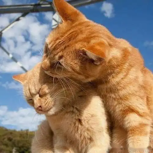  这两只橘猫齁甜齁甜的,受不了