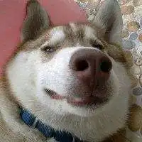  差点又死个小编系列之西伯利亚大尾yǐ巴狼