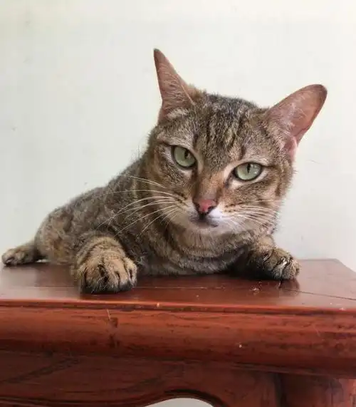  大泰迪和猫咪打架输了,可怜巴巴的向主人哭诉你要为我做主啊