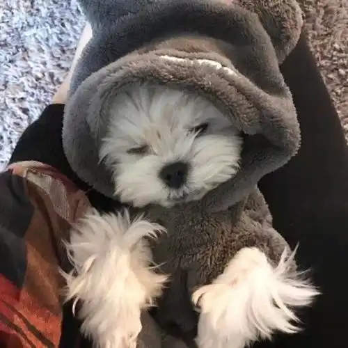  情侣头像我们一起养只猫咪和狗狗吧