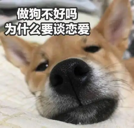  情人节适合单身狗发的文案