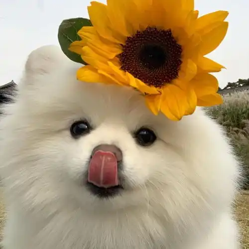 可爱小猫小狗头像