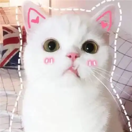 可爱呆萌小猫头像