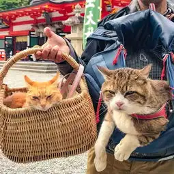  这对夫妇花了8年时间带着两只猫走遍日本,拍了一部旅猫日记火遍ins