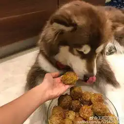  网友做的狗窝,一室一厅一卫生间,觉得如何