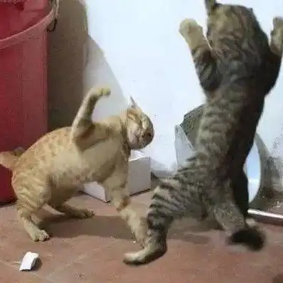  网友拍下家里两只猫打架的画面,最后笑疯了...
