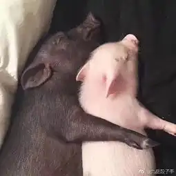  猪肉一直被打扰,却少有人知道这