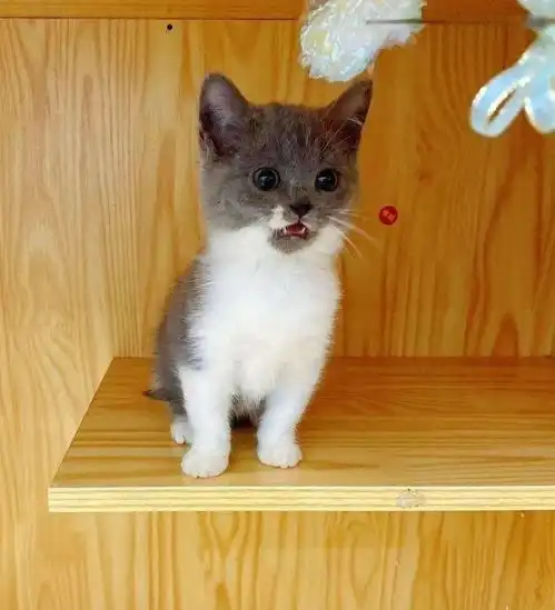 两只猫咪图片情侣头像猫