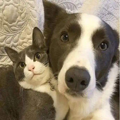  狗小旺和猫小喵
