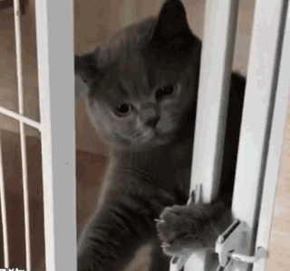  辟谣假装丢猫并不会让猫变乖,弃猫效应的真相是