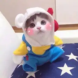  两只猫咪和蜥蜴的同居日常这些画面让人看了目瞪口呆