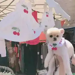  累得像条狗别逗了,我们狗才没有你累呢