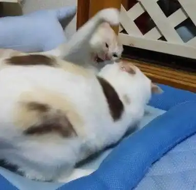  俩只小猫突然大打出手,主人吓得想去拉架,谁料下一秒却尴尬了