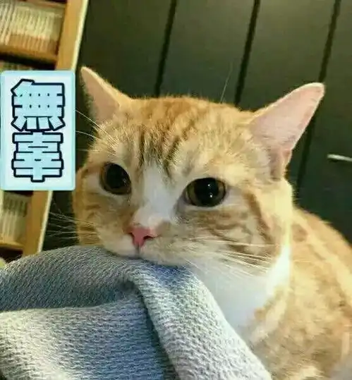  情侣养猫,猫咪是更喜欢男生还是女生