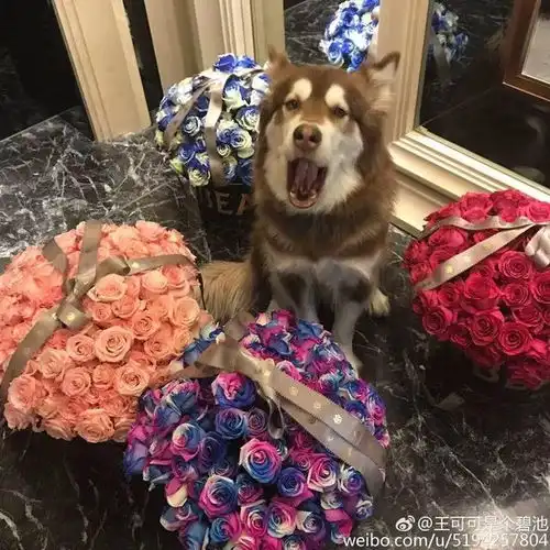狗狗情侣头像一对王可可