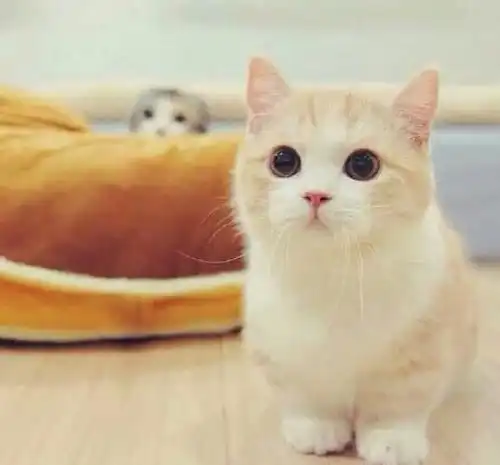  养一只猫咪后,生活有什么变化