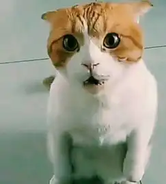  南方猫两只喵在大街上吵架,像夫妻吵架网友喵语大神出来