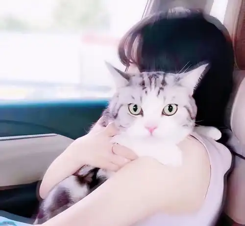  抱猫情侣头像,喜欢猫咪的换起来
