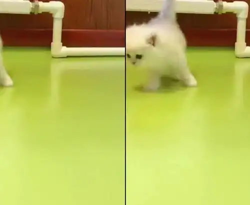  我家两只小猫开战开火了,就像夫妻一个闹一个不说话,你们看是不