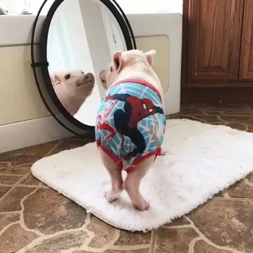 猪猪头像情侣叹气